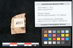 Foto (Objekt + Etikett) von Callitris brongniartii Endl. (NHMW-GEO-2024-0188-8227)